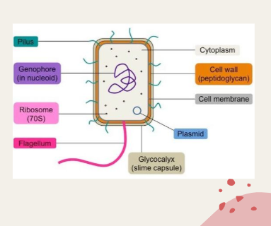 <p>Prokaryotic cells features</p>