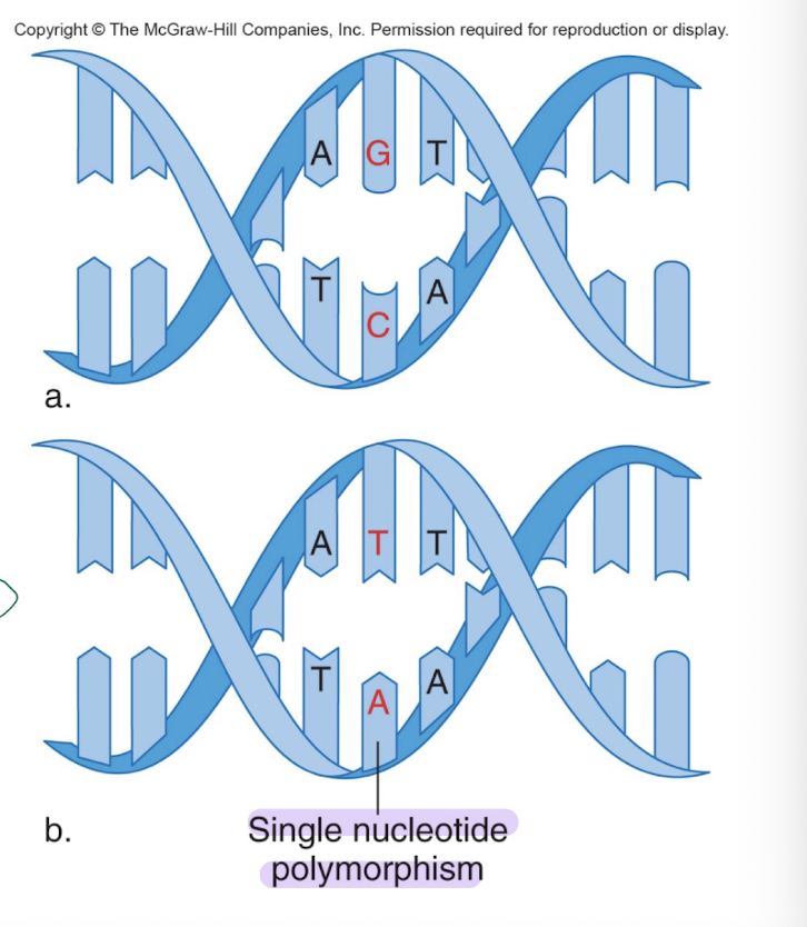 <p>-the most common type of genetic variation </p><p>-Occur once in every 500-1000 bp; 10 million SNPs in the human genome</p><p>-Most are between genes and have been used to identify genes in the human genome</p><p>-are also used for personalized genomic medicine </p>