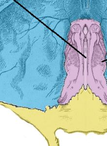 <p>What is this pointing to? What bone is it on?</p>