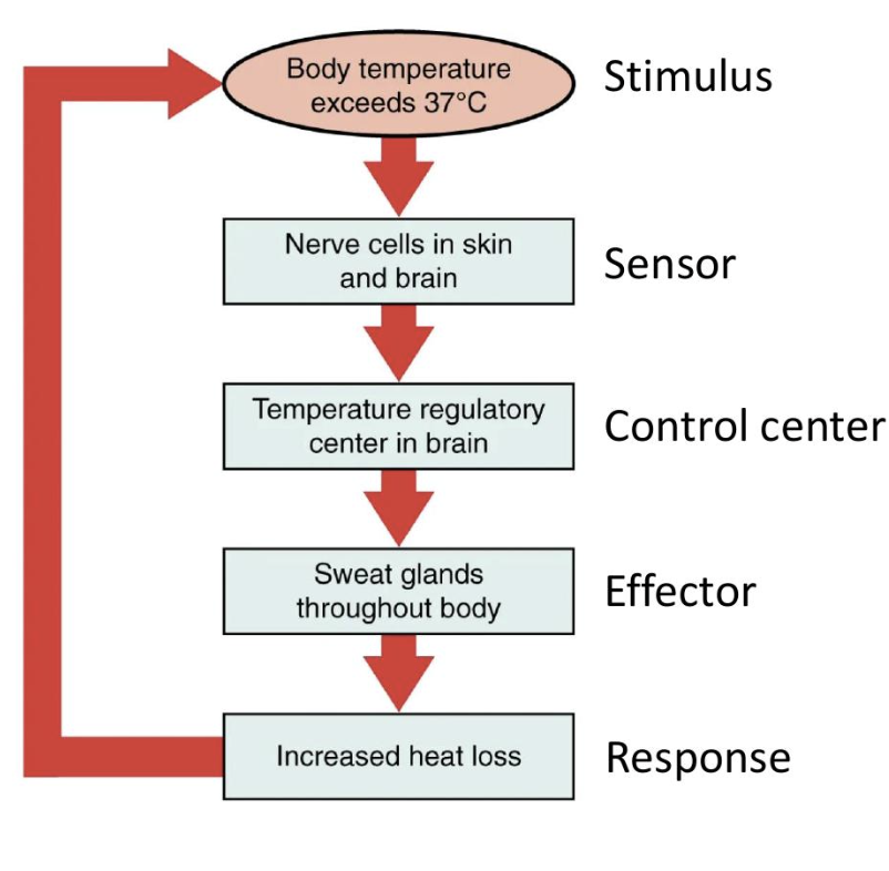 <p>The body needs to maintain stable temperature</p>