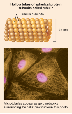 <p>What structure is shown?</p>