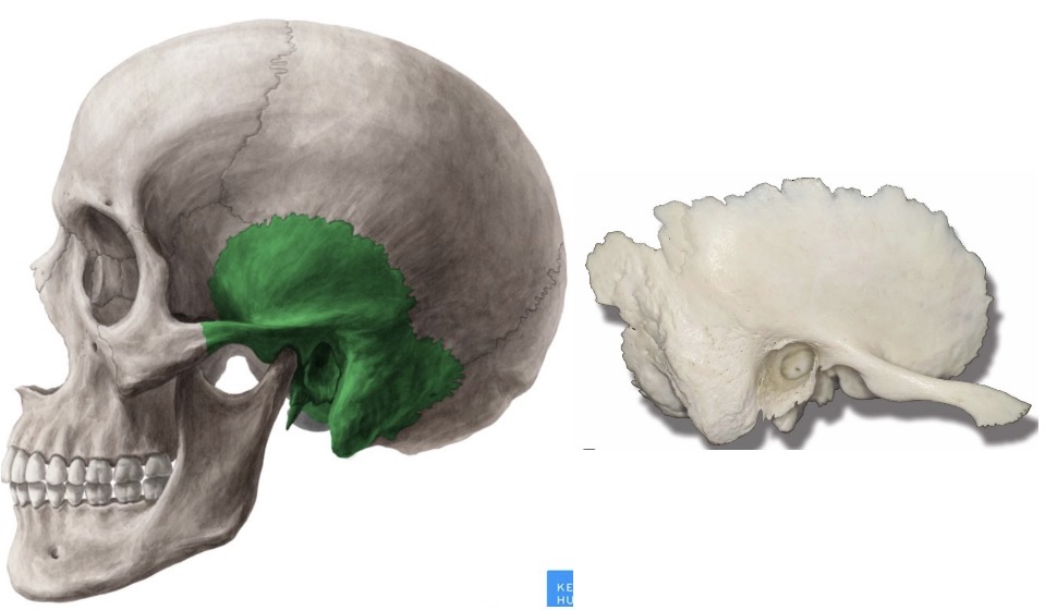 <p>what bone is this?</p>