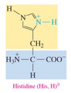 <p>polar basic amino acid with amine as R group </p>