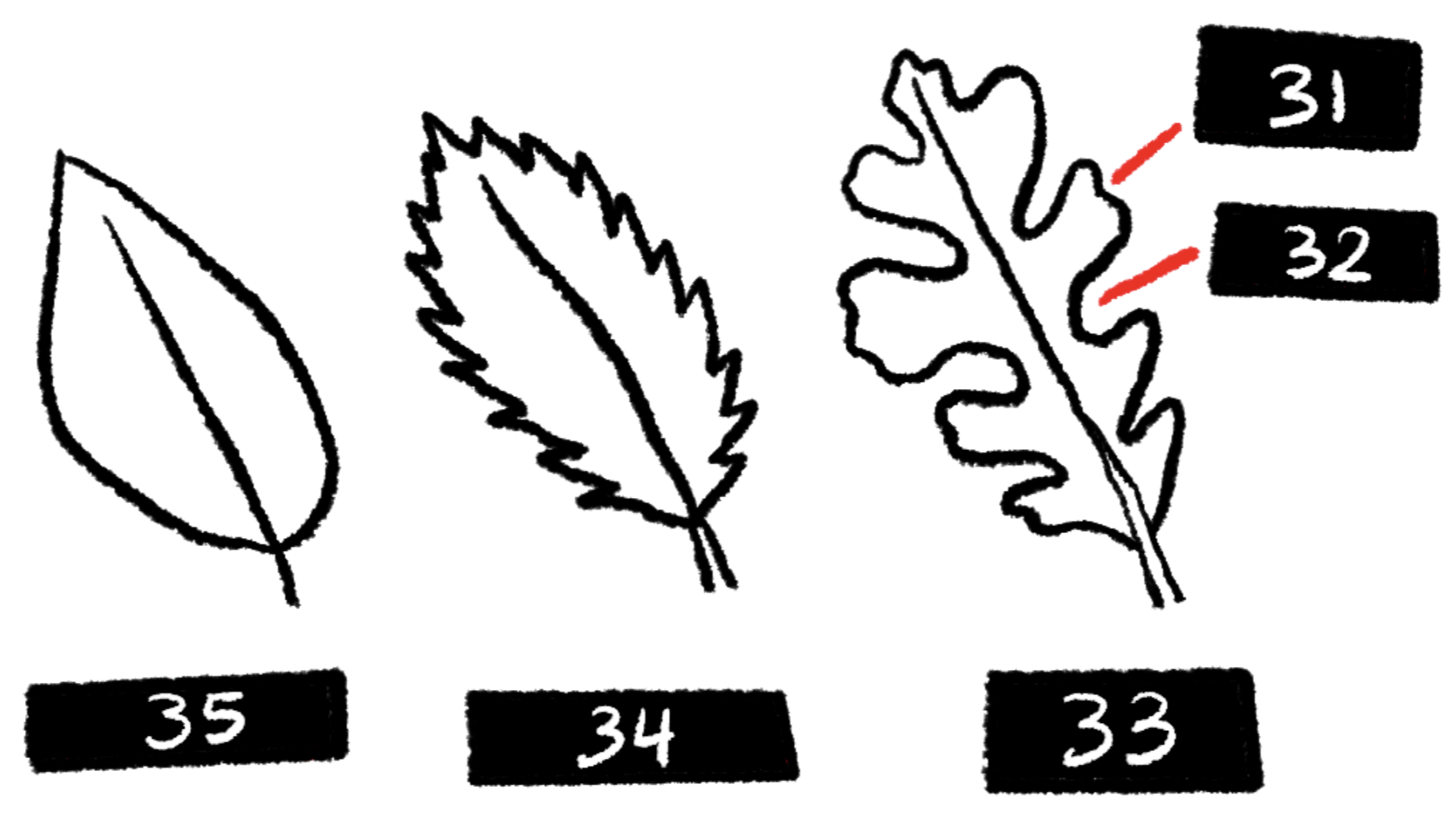 <p>What is 35?</p>