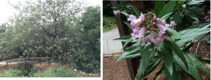 <p>Chitalpa (X C.t)</p>