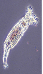 <p>What organism is this?</p>
