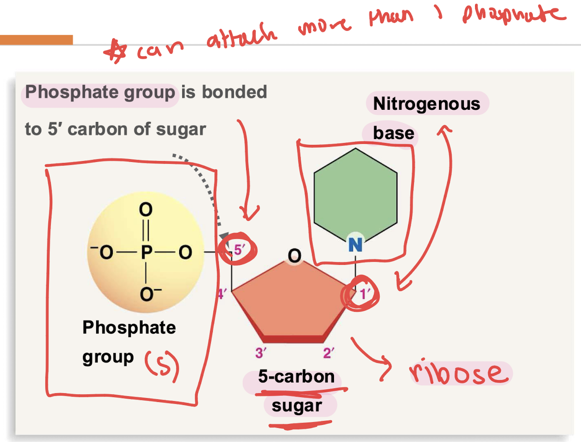<p>nitrogenous base </p>