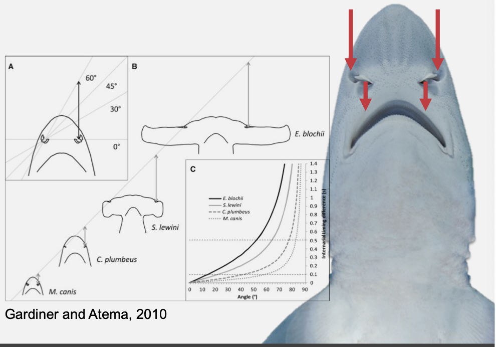 <ul><li><p class="Paragraph SCXO130670858 BCX4" style="text-align: left;"><span style="background-color: inherit; line-height: 19.55px; color: windowtext;">Water goes over the folds of chemosensitive tissue</span><span style="line-height: 19.55px; color: windowtext;">&nbsp;</span></p><ul><li><p class="Paragraph SCXO130670858 BCX4" style="text-align: left;"><span style="background-color: inherit; line-height: 19.55px; color: windowtext;">Can detect scents of 1 part per billion</span><span style="line-height: 19.55px; color: windowtext;">&nbsp;</span></p></li><li><p class="Paragraph SCXO130670858 BCX4" style="text-align: left;"><span style="background-color: inherit; line-height: 19.55px; color: windowtext;">Useful for long-distance prey detection</span><span style="line-height: 19.55px; color: windowtext;">&nbsp;</span></p></li></ul></li><li><p class="Paragraph SCXO130670858 BCX4" style="text-align: left;"><span style="background-color: inherit; line-height: 19.55px; color: windowtext;">Bilateral arrival time differences can give useful directional information</span><span style="line-height: 19.55px; color: windowtext;">&nbsp;</span></p><ul><li><p class="Paragraph SCXO130670858 BCX4" style="text-align: left;"><span style="background-color: inherit; line-height: 19.55px; color: windowtext;">Can compare input from left or right nares</span><span style="line-height: 19.55px; color: windowtext;">&nbsp;</span></p></li></ul></li></ul><p></p>