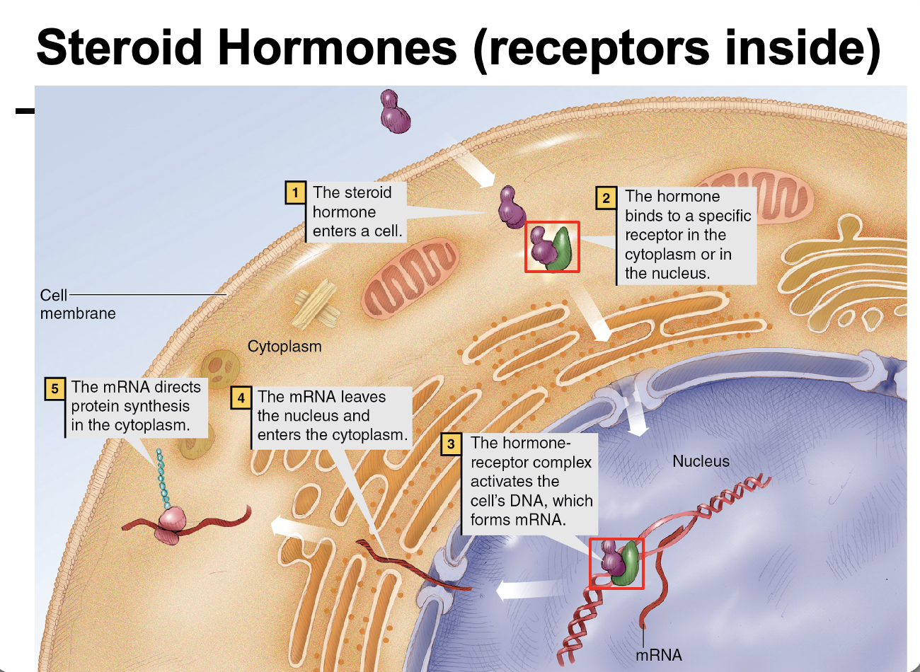 <p>Steroid hormones are <strong>lipid-soluble</strong>, so they <strong>diffuse through the cell membrane</strong> and bind <strong>intracellular receptors</strong> in the cytoplasm or nucleus. The <strong>hormone–receptor complex enters the nucleus, binds DNA, and regulates gene transcription → mRNA synthesis → protein synthesis</strong>.</p>