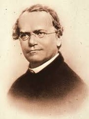 <p>father of genetics</p>