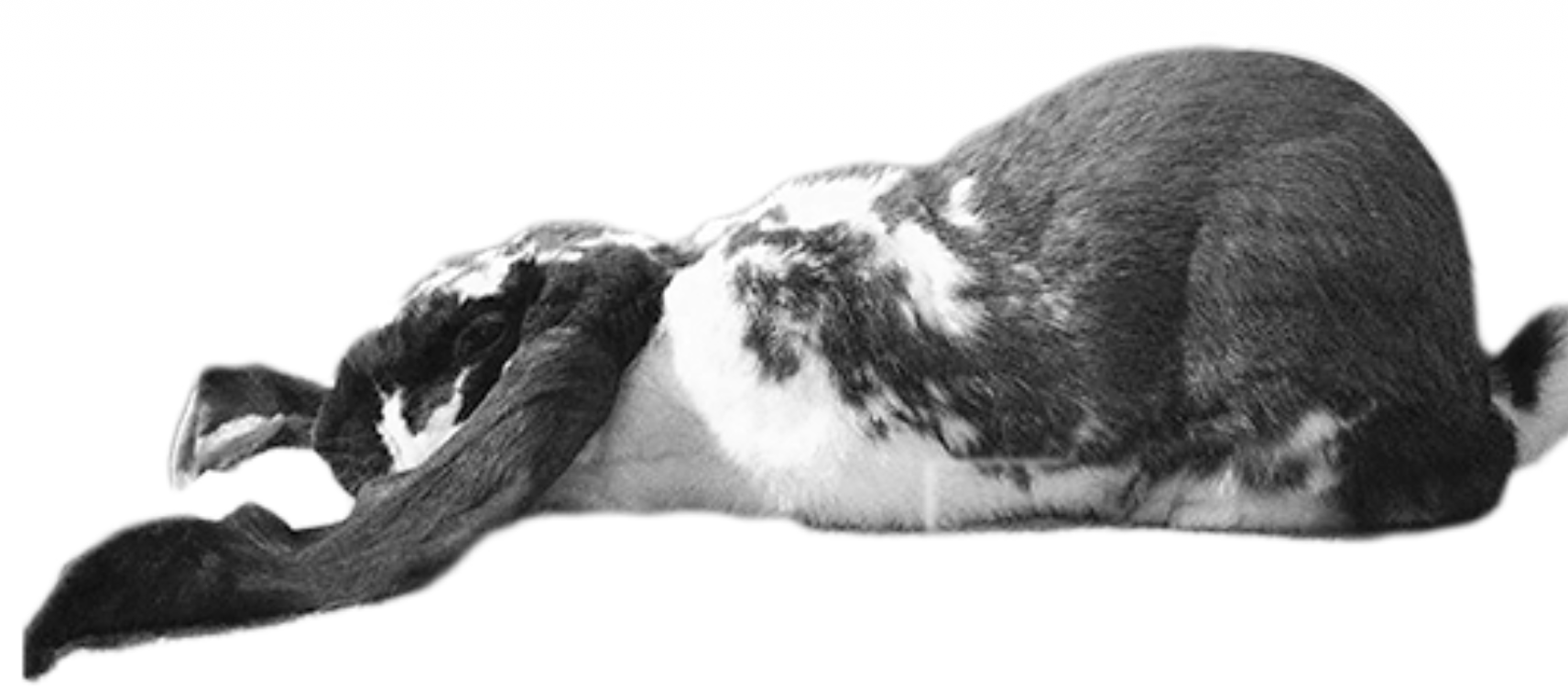 <p>Pose name</p>