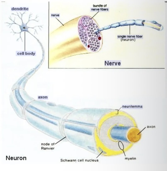 <ul><li><p>A neuron is an individual specialised cell which are primarily involved in transmitting information through electrical and chemical signals.</p></li><li><p>A nerve fibre is the the axon of a neuron together with the tissues associated with it (such as a myelin sheath).</p></li><li><p>A nerve is a bundle of nerve fibres held together by connective tissue</p></li></ul><p></p>