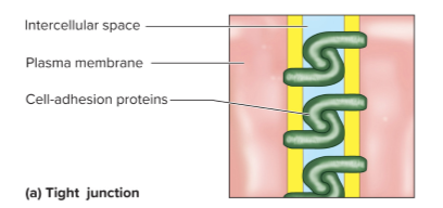 <p><span>Zipperlike, interlocking linkages between two adjacent cells by transmembrane cell-adhesion proteins.</span></p>