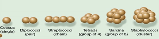 <p>Coccus</p>