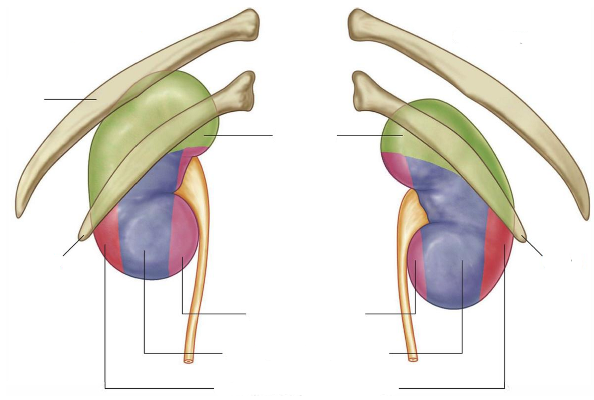 <p>Label the following diagram of the attachments of the kidneys</p>