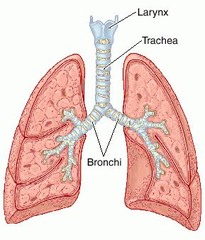 <p>khí quản</p>
