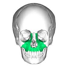 <p>Upper Jaw</p>