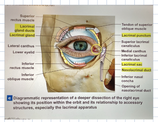 <ul><li><p>connect the eyelids at the corners of the eye </p></li></ul><p></p>