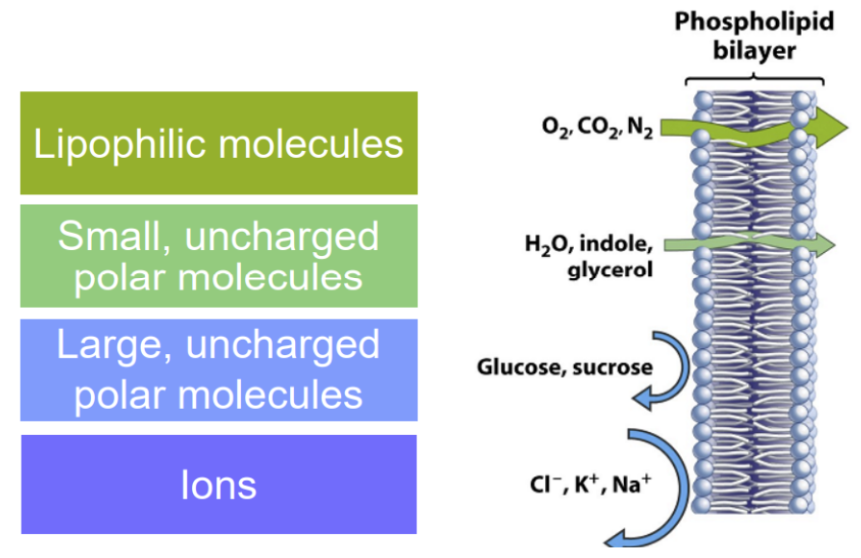 <ul><li><p><span style="background-color: transparent;">We want drugs to be more lipophilic because they can get through the phospholipid bilayer without help</span></p></li><li><p><span style="background-color: transparent;">Despite water being hydrophilic, it’s just so small and also not charged, allowing it to still can get in</span></p></li><li><p><span style="background-color: transparent;">Ions are charged, hydrophilic molecules that can’t get through the phospholipid bilayer, so it needs a transporter/channel if it wants to get into the cell</span></p></li></ul><p></p>