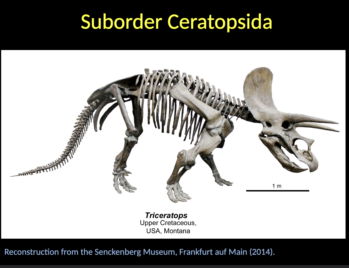 <p>Ceratopsida - Triceratops</p><ul><li><p>Upper CRETACEOUS</p></li><li><p>USA</p></li><li><p>Cephalic shield with HORNS </p></li></ul><p></p>