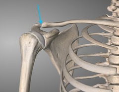 <p>the joint where the acromion and the clavicle meet</p>