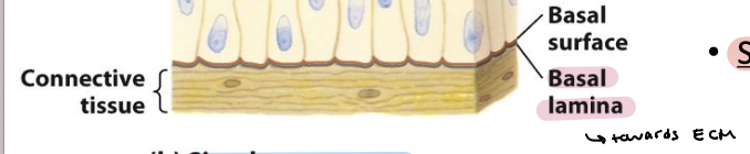 <ul><li><p>Thin fibrous network of collagen and other ECM components</p></li></ul><ul><li><p>Connects epithelia to underlying connective tissue</p></li></ul><p></p>