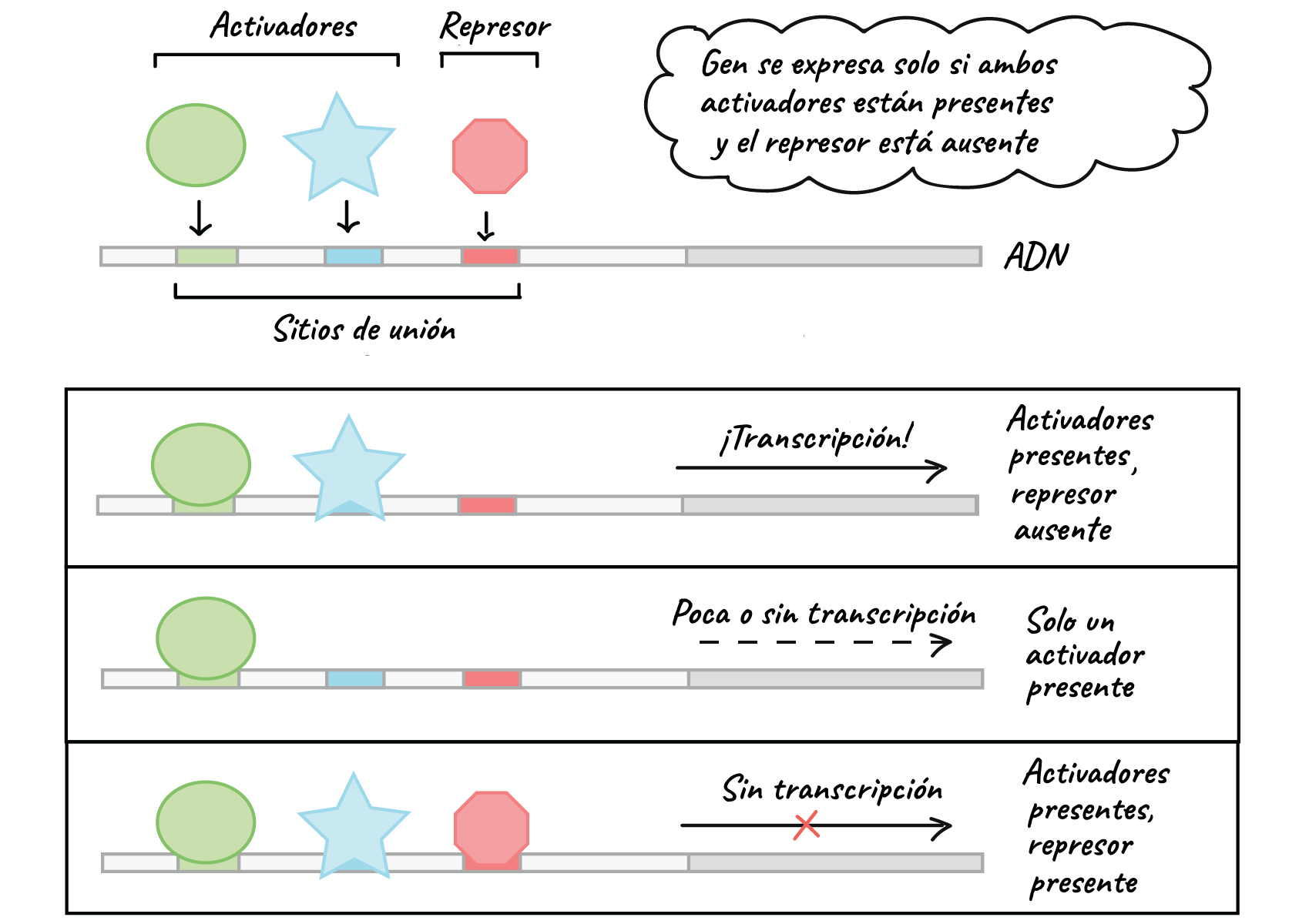<p>Activación o represión de genes específicos durante el desarrollo celular y diferenciación está r<strong>egulada por proteínas que regulan la expresión génica</strong>, ¿cómo se llama eso?</p>