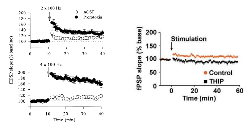 <ul><li><p>Agonists tend to impair, antagonists increase</p></li><li><p>Baseline differences (e.g. DG vs. CA1) might be explained by inhibition</p></li></ul><div data-type="horizontalRule"><hr></div><ul><li><p>GABA agonist → less/no LTP seen</p></li><li><p>inhibit GABAergic signaling → increases LTP (picrotoxin, PTX, and bicuculline does this)</p><ul><li><p>if you give 1 and 3 to human → inhibitory removal by drugs increases likelihood of seizures</p></li></ul></li></ul><p></p>