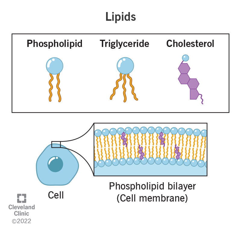 <p>Lipid</p>