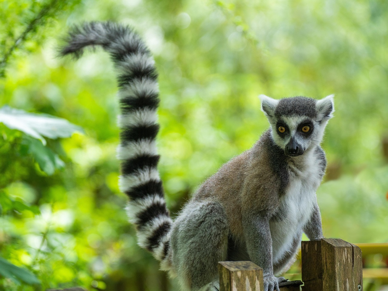 <p>Common Name: Ring-tailed Lemur</p><p>Suborder: Strepsirhini</p><p>Order: Primates</p><p>Family: Lemuridae</p>