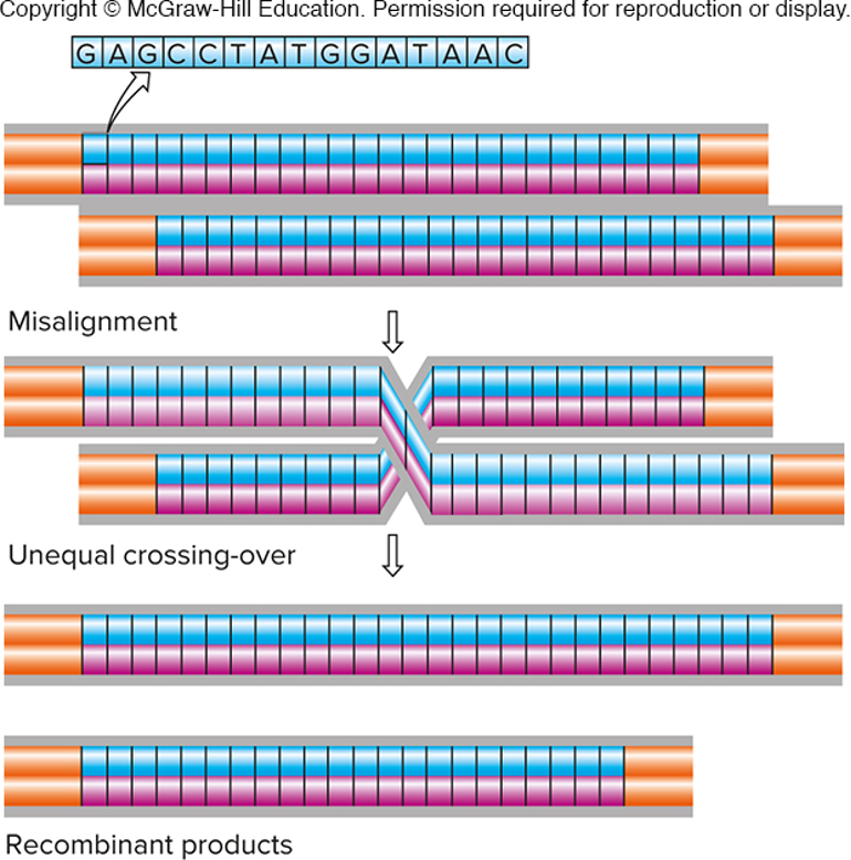 <p>unequal crossing over produces new alleles of </p>