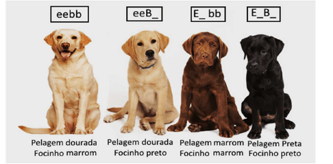 <p>A epistasia è quando dois genes determinam uma mesma característica, na interacao entre esses dois genes um inibe o outro.</p>