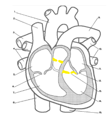 <p><span style="background-color: transparent;">Aortic valve: between the left ventricle and the ascending aorta&nbsp;</span></p><p><span style="background-color: transparent;">Pulmonary valve: between the right ventricle and pulmonary trunk</span></p><p></p>