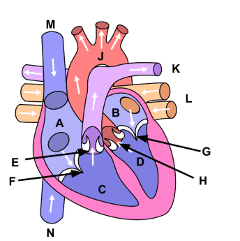 <p>Using the provided image, choose the anatomical structure designated by letter<strong> B</strong>.</p>