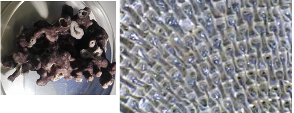 <p><strong>FILO </strong>Bryozoa<br><strong>CLASE </strong>Cheilostomata<br><strong>ORDEN</strong> Cheilostomata<br><strong>CARACTERÍSTICAS </strong>Colonias masivas e incrustrantes<br><strong>HABITAT</strong></p>