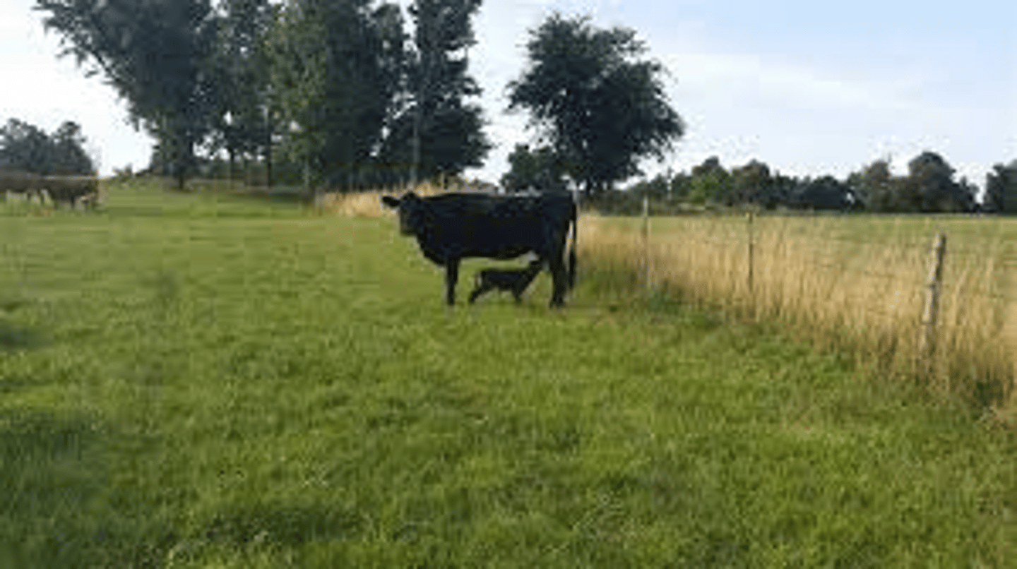 <p>Breed affected: Angus</p><p>Appearance: Calves are proportioned normally, but are extremely small</p><p>-recessive lethal (die bc/ cannot chew cud)</p><p>-May be the same as miniature Charolais cross calves </p><p>Test: N/A</p>