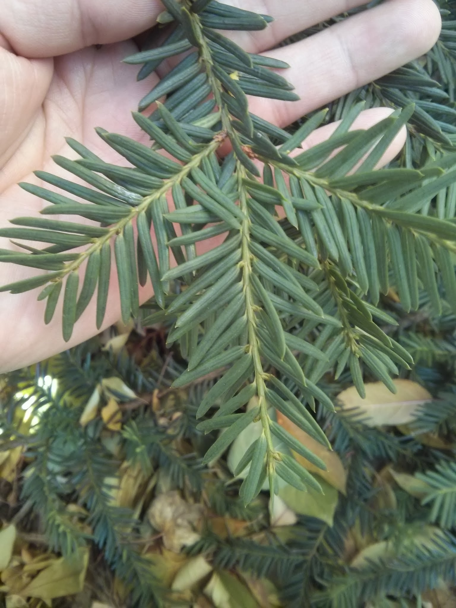 <p>Taxus spp. - yew (family Taxaceae) </p>
