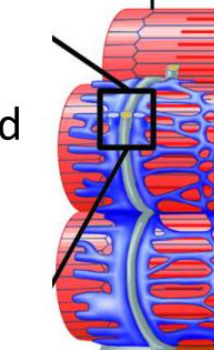 <p>2 Terminal cisternae and T-Tubule</p>