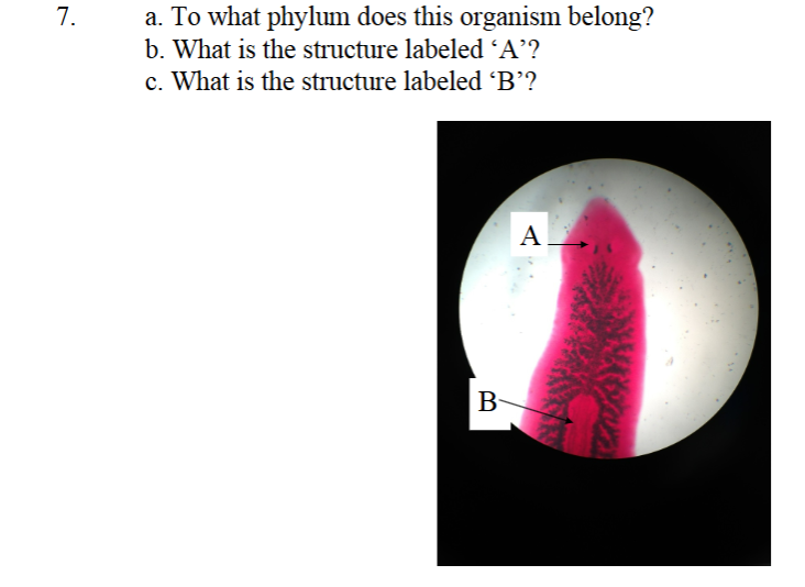 <p>what is it</p><p>what phylum</p><p>what a</p><p>what b</p>