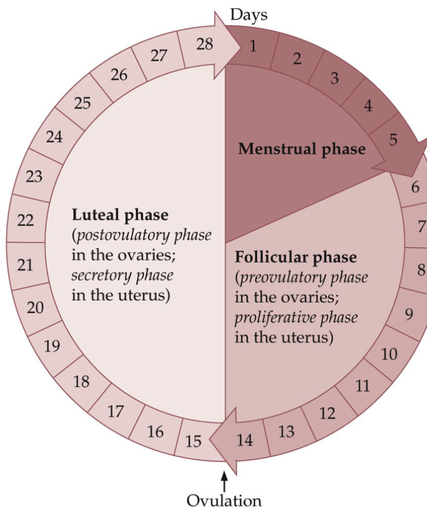 <ul><li><p>The menstrual phase occupies days 1 through 5</p></li><li><p>The follicular phase occupies days 6 through 14</p></li><li><p>Luteal phase occupies days 15 through 28</p></li><li><p>The luteal phase is the most constant—it usually lasts 14 days— give or take 2 days</p></li><li><p>Most of the variation in total cycle length is accounted for by variation in the other two phases (menstrual and follicular)</p></li></ul><p></p>