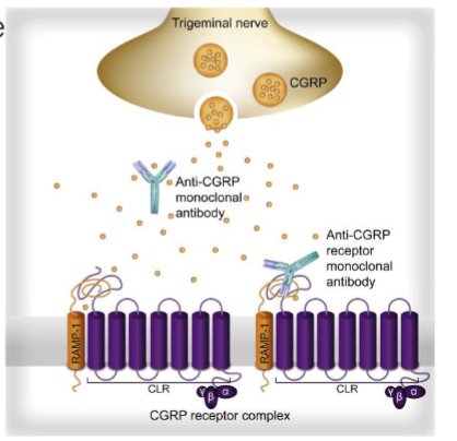 <p>sent to CGRP receptor of CGRP itself to inhibit CGRP signaling → vasoconstriction</p>