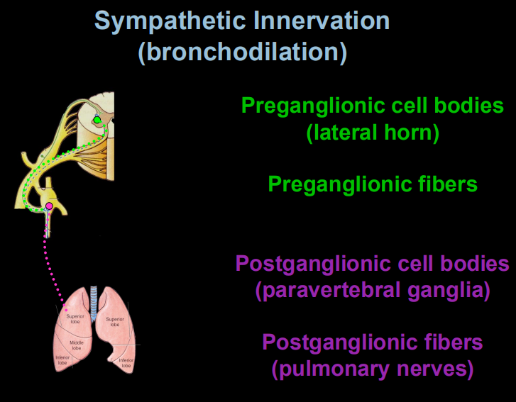 <ul><li><p><span style="background-color: transparent;"><strong>Sympathetic:</strong> Causes <strong>bronchodilation</strong> (widening) via beta-2 receptors—essential for "fight or flight".</span></p></li></ul><p><span style="background-color: transparent;"><strong>L → P → P → L</strong></span></p><ul><li><p><span style="background-color: transparent;"><strong>L</strong>ateral horn</span></p></li><li><p><span style="background-color: transparent;"><strong>P</strong>reganglionic fiber</span></p></li><li><p><span style="background-color: transparent;"><strong>P</strong>aravertebral ganglion (postganglion cell bodies)</span></p></li><li><p><span style="background-color: transparent;"><strong>L</strong>ung (via pulmonary nerves) (postganglionic fibers)</span></p></li></ul><p></p>