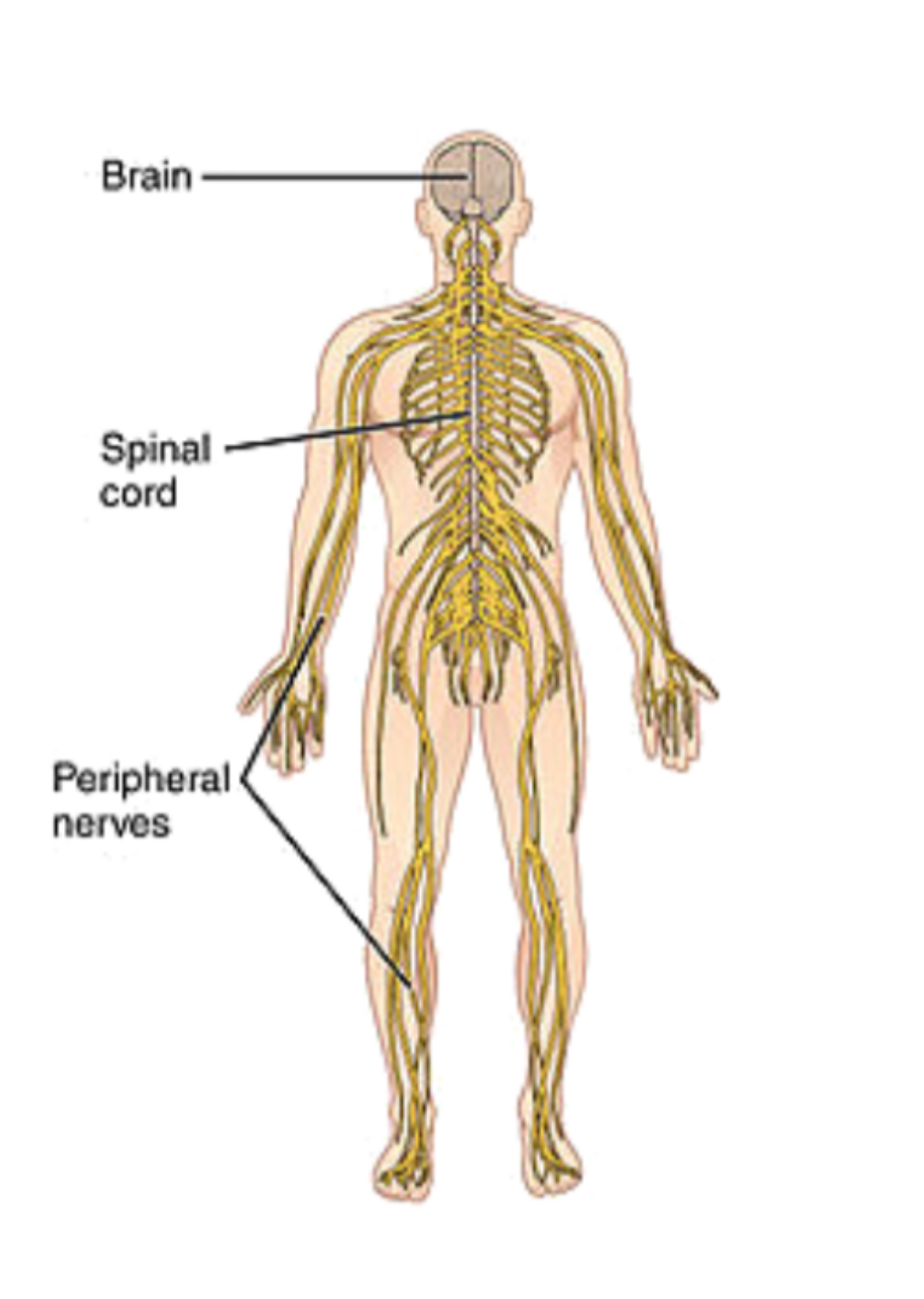 <p>nervous system </p>