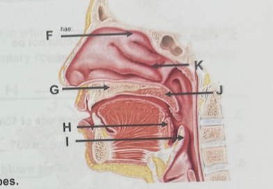 <p>F</p>