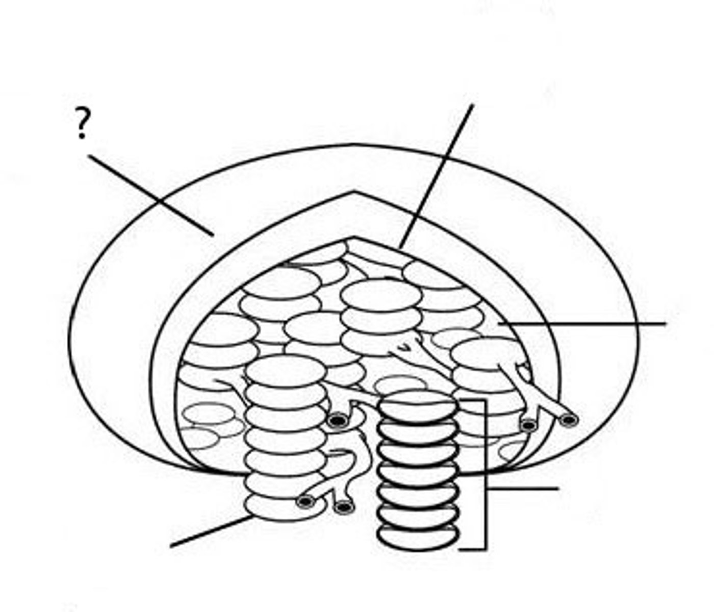 <p>An additional membrane outside the peptidoglycan layer containing lipopolysaccharide (LPS).</p>