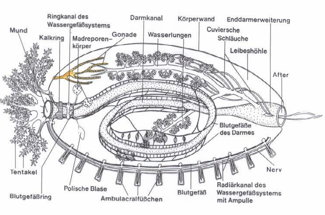 <ul><li><p>Filtrierer und Suspensionsfresser, Sedimentfresser -> tupfende Tentakelbewegungen</p></li><li><p>Orale-aborale Achse, deutliche Bilateralsymmetrie (tertiär)</p></li><li><p>Versenktes Ambulacralsystem</p></li><li><p>Skelett aus Ossikeln (kleine Sklerite)</p></li><li><p>Typisch: Kalkring (innere Skelettstruktur)</p></li><li><p>Wasserlungen: inneres Atmungssystem</p></li><li><p>Getrenntgeschlechtlich, wenige Zwitter, Larve: Auricularia</p></li><li><p>Eingeweidefischchen leben als Kommensalen und evtl. Parasiten in Seegurken, Seesternen, Seescheiden, paarweise pro Wirt, dringen rückwärts in After einParasiten</p></li></ul><p></p>