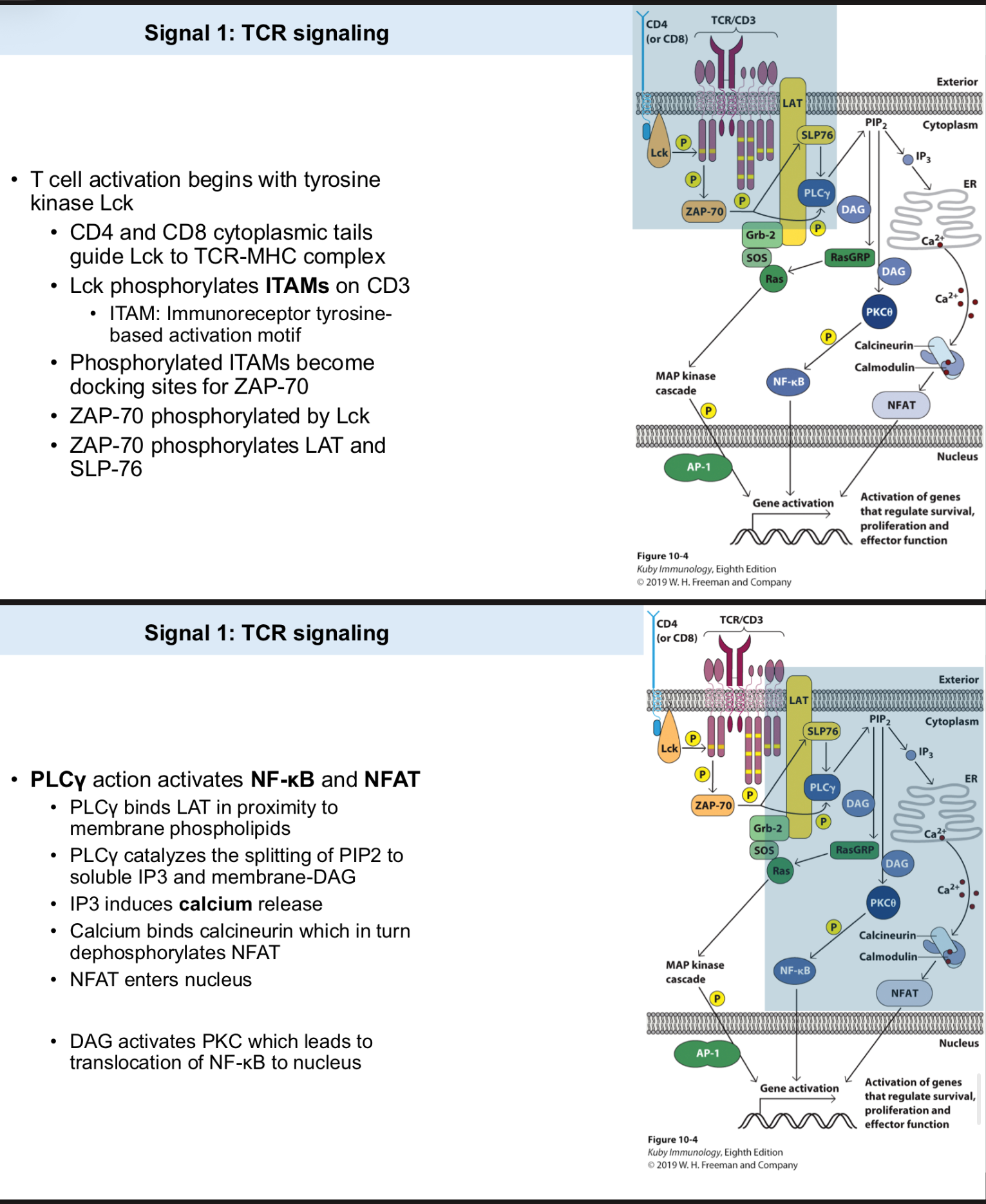 <p>T cell activation begins with tyrosine kinase _</p><ul><li><p>CD4 and CD8 cytoplasmic tails guide Lck to _ complex.</p></li><li><p>Lck phosphorylates ITAMs on _.</p><ul><li><p><sup>ITAM: Immunoreceptor tyrosine-based activation motif.</sup></p></li></ul></li></ul><ul><li><p>Phosphorylated ITAMs become docking sites for _.</p></li><li><p>ZAP-70 phosphorylated by Lck.</p></li><li><p>ZAP-70 phosphorylates _ and SLP-76.</p></li><li><p>_ action activates NF-kB and NFAT</p><ul><li><p><sup>PLCy binds LAT in proximity to membrane phospholipids.</sup></p></li><li><p><sup>PLCy catalyzes the splitting of PIP2 —> IP3 and membrane-DAG</sup></p></li><li><p><sup>IP3 —> Ca2+ release</sup></p></li><li><p><sup>Calcium binds calcineurin —> dephosphorylates NFAT</sup></p></li><li><p><sup>NFAT enters nucleus</sup></p></li><li><p><sup>DAG activates PKC —> translocation of NF-kB to nucleus</sup></p></li></ul></li><li><p>RAS-ERK signaling &amp; activation of AP-1 transcription factor.</p><ul><li><p><sub>Ras pathway triggers MAPK activation</sub></p></li><li><p><sub>MAPK cascade phosphorylates in sequence, RAF, MEK, ERK</sub></p></li><li><p><sub>ERK activates AP-1</sub></p></li></ul></li></ul><p></p>