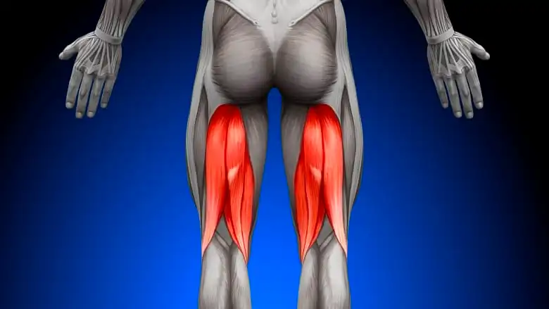 <p>What are the three hamstring muscles?</p>