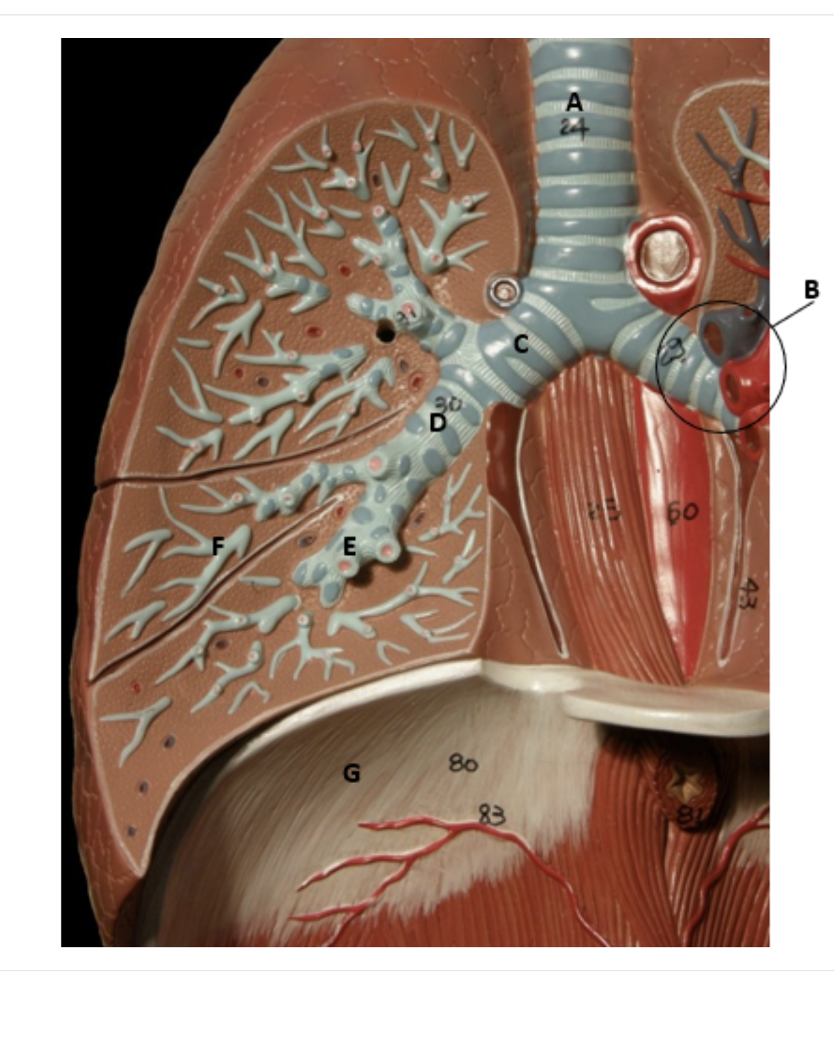 <p>fill in the blanks:</p>