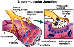 <p>- Point of contact between a motor neuron and a skeletal muscle cell</p><p>- Schwann cells cover and fuse to sarcolemma</p>